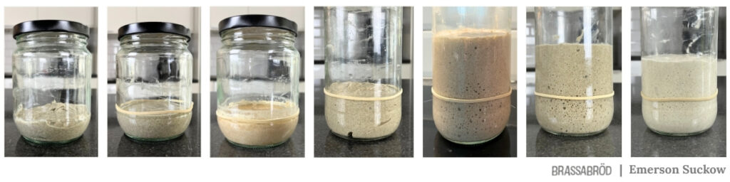 Fermento natural em formação, durante 6 dias, dentro de pote transparente